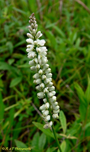 {Polygala boykinii}